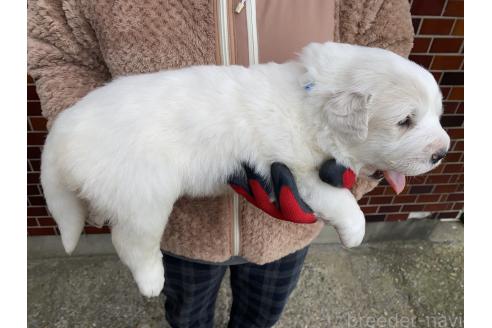 成約済の千葉県のグレートピレニーズ-359425の21枚目
